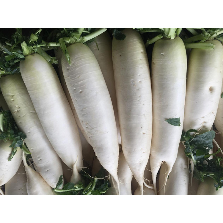 Ištirkite New Crop Fresh Radish maistinę vertę, kad sustiprintumėte imunitetą ir slopintumėte vėžio ląstelių augimą